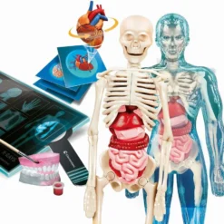 Clementoni L'ANATOMIE - LE CORPS HUMAIN -Magasin De Jouets Vtech aee3c708f01ff389332563bc96a98f103af2c804 41053722 03